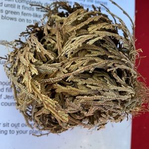 Rose of  Jericho house plant resurrection plant
